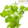 Buntes Carolina-Fettblatt, Bacopa caroliniana variegata, Bund