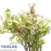 Buntes Sumpf-Papageienblatt, Alternanthera bettzickiana versicolor (Terrariumpflanze), im Topf