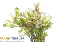 Buntes Sumpf-Papageienblatt, Alternanthera bettzickiana versicolor (Terrariumpflanze), im Topf
