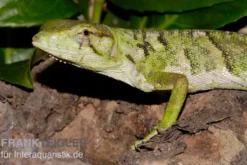 Buntleguan, Polychrus marmoratus