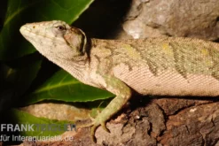 Buntleguan, Polychrus marmoratus