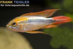 Buntschwanz-Zwergbuntbarsch, Apistogramma agassizii doppelrot, paarweise, Größe M