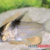 Burgessi-Panzerwels, Corydoras cf. burgessi CW 98