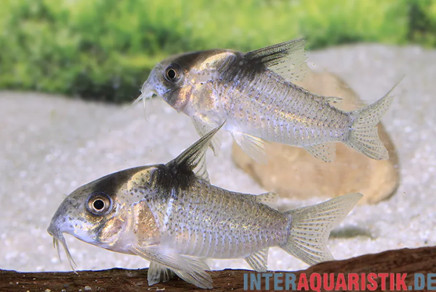 Burgessi-Panzerwels, Corydoras cf. burgessi CW 98