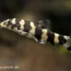Burma Prachtschmerle, Botia histrionica, 3-4 cm