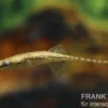 Burmastichling, Indostomus crocodilus (Minifisch)