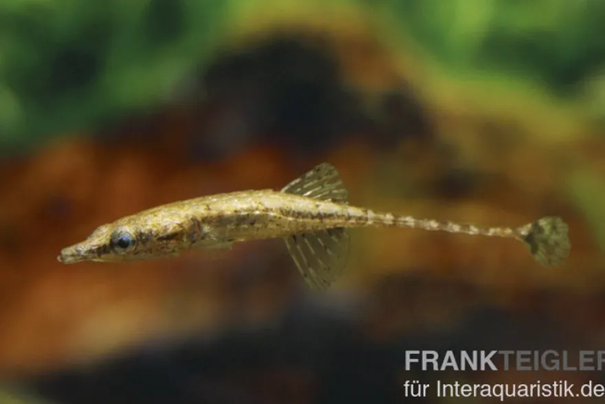 Burmastichling, Indostomus crocodilus (Minifisch)