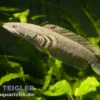 Burma Tiger-Schlangenkopf, Channa pulchra, 6-7 cm