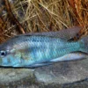 Burtons Maulbrüter, Astatotilapia burtoni, DNZ