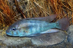Burtons Maulbrüter, Astatotilapia burtoni, DNZ