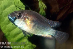 Burtons Maulbrüter, Astatotilapia burtoni, DNZ