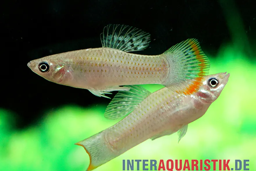 Butlers Molly, Poecilia butleri
