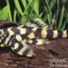 Butterfly Pleco, L168, (Dekeyseria) Zonancistrus brachyurus, 8-10 cm