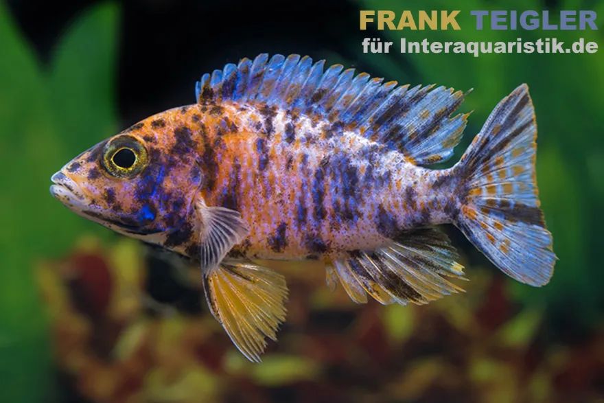 Calico Pfauencichlide, Aulonocara sp. "Calico", 4-5 cm NZ