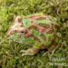 Camouflage-Pacman-Frog, Ceratophrys cranwelli Camouflage