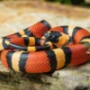 Campbell Dreiecksnatter "Apricot", Lampropeltis tringulum campbelli