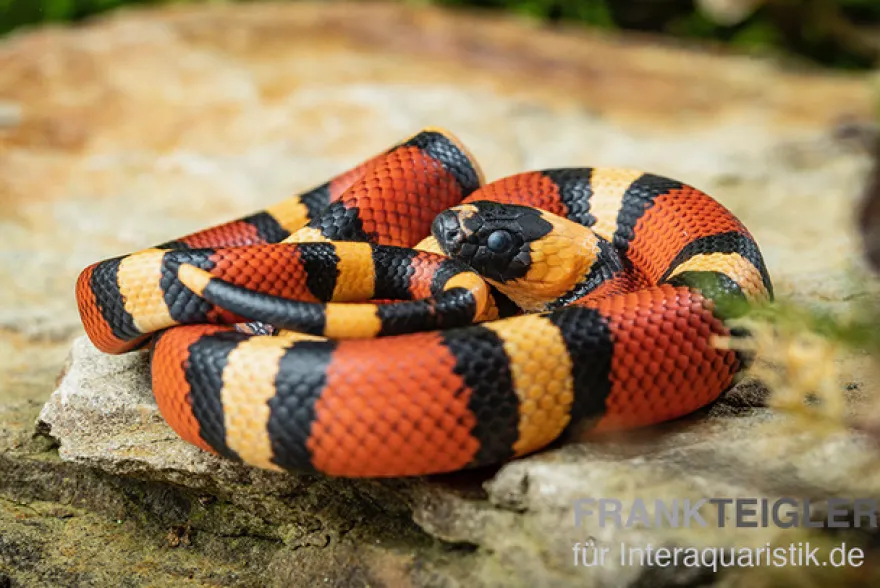 Campbell Dreiecksnatter "Apricot", Lampropeltis tringulum campbelli