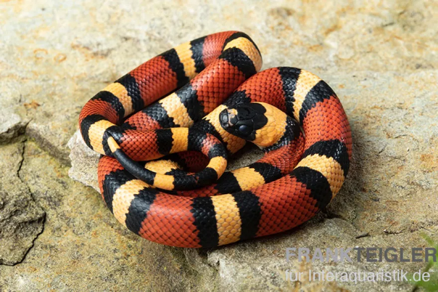 Campbell Dreiecksnatter "Apricot", Lampropeltis tringulum campbelli