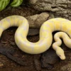 Candino-Königspython, Python regius