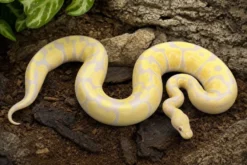Candino-Königspython, Python regius