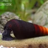 Cappuccino-Turmdeckelschnecke, Faunus sp.