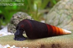 Cappuccino-Turmdeckelschnecke, Faunus sp.