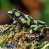 Capurgana Pfeilgiftfrosch, Dendrobates auratus capurgana