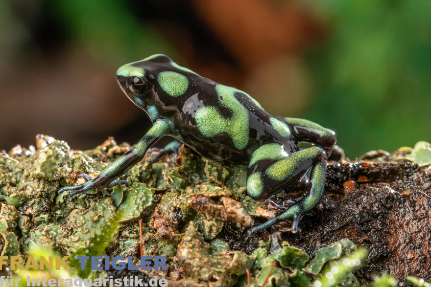 Capurgana Pfeilgiftfrosch, Dendrobates auratus capurgana