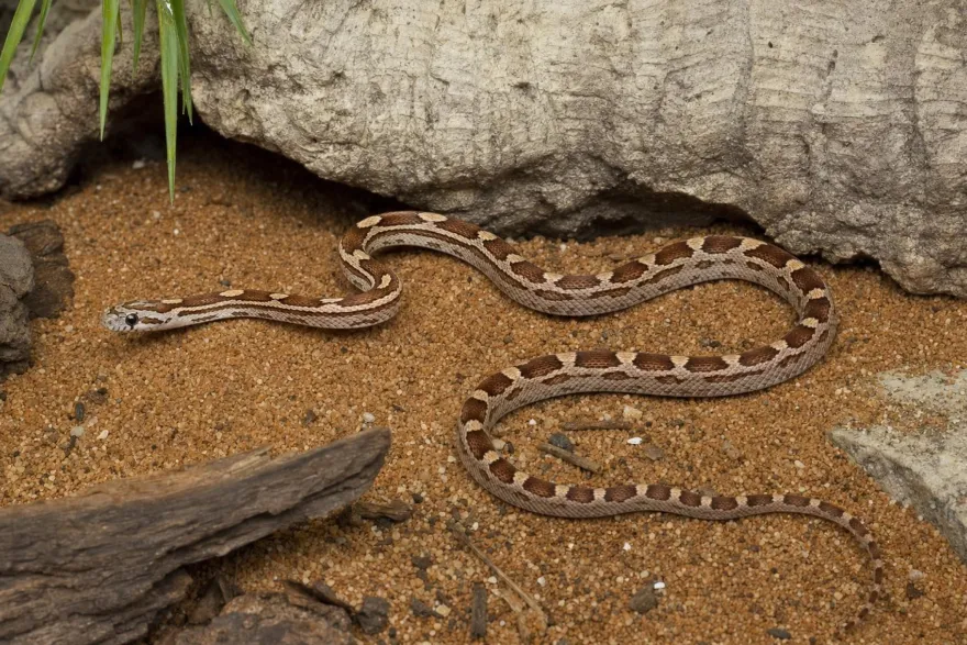 Caramel-Motley-Kornnatter, Pantherophis guttatus