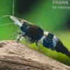 Carbon Rili Garnele, Neocaridina davidi