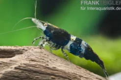 Carbon Rili Garnele, Neocaridina davidi