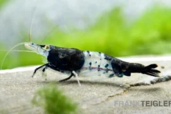 Carbon Rili Garnele, Neocaridina davidi