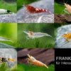Caridina Zwerggarnelen-Farbmix
