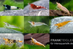 Caridina Zwerggarnelen-Farbmix