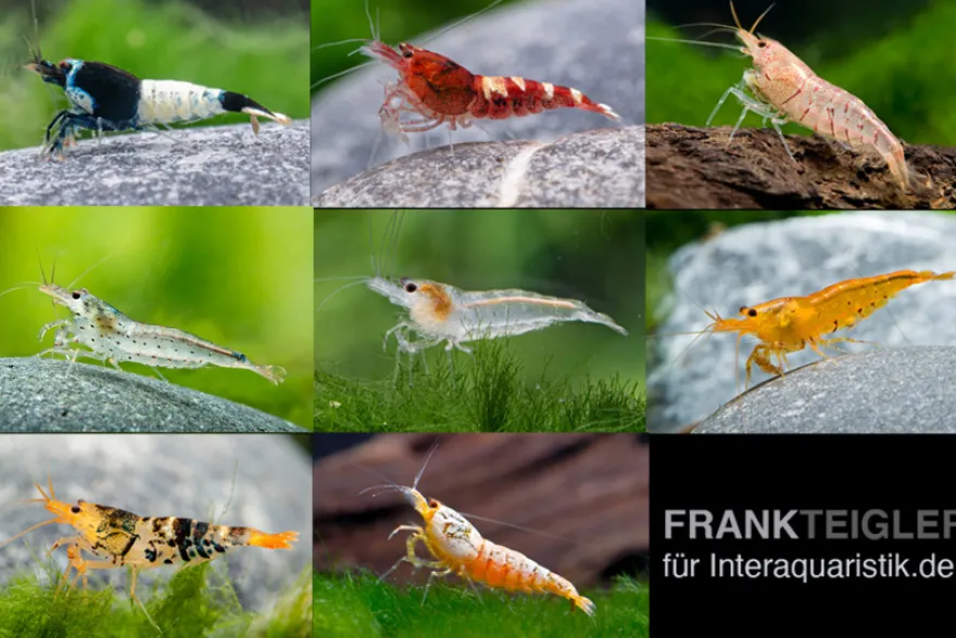 Caridina Zwerggarnelen-Farbmix
