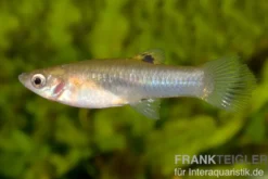 Cauca-Molly, Poecilia caucana