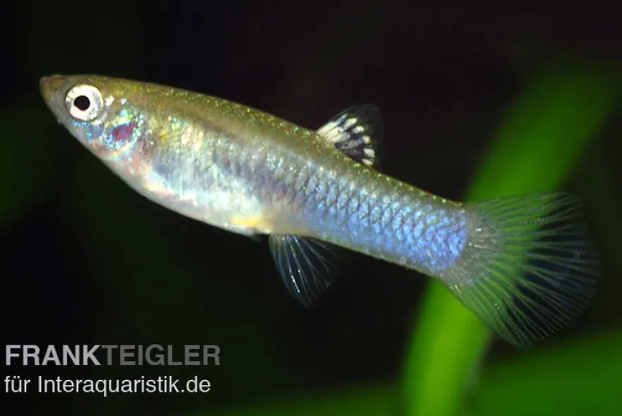 Cauca-Molly, Poecilia caucana
