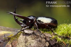 Caucasus-Käfer, Chalcosoma caucasus, gemischt