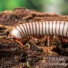 Caudulanus-Tausendfüßer, Spirobolus caudulanus