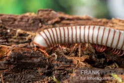 Caudulanus-Tausendfüßer, Spirobolus caudulanus
