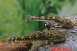 Ceara-Zwergotocinclus, Parotocinclus cearensis