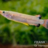 Celebes-Halbschnäbler, Nomorhamphus liemi, DNZ
