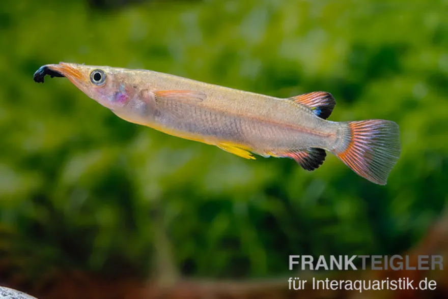 Celebes-Halbschnäbler, Nomorhamphus liemi, DNZ