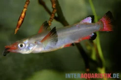 Celebes-Halbschnäbler, Nomorhamphus liemi, DNZ