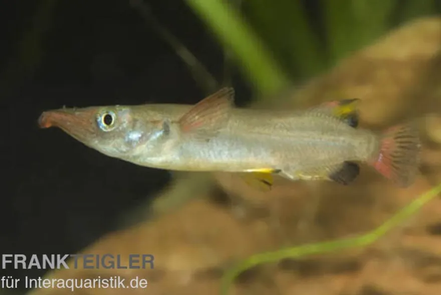 Celebes-Halbschnäbler, Nomorhamphus liemi, DNZ