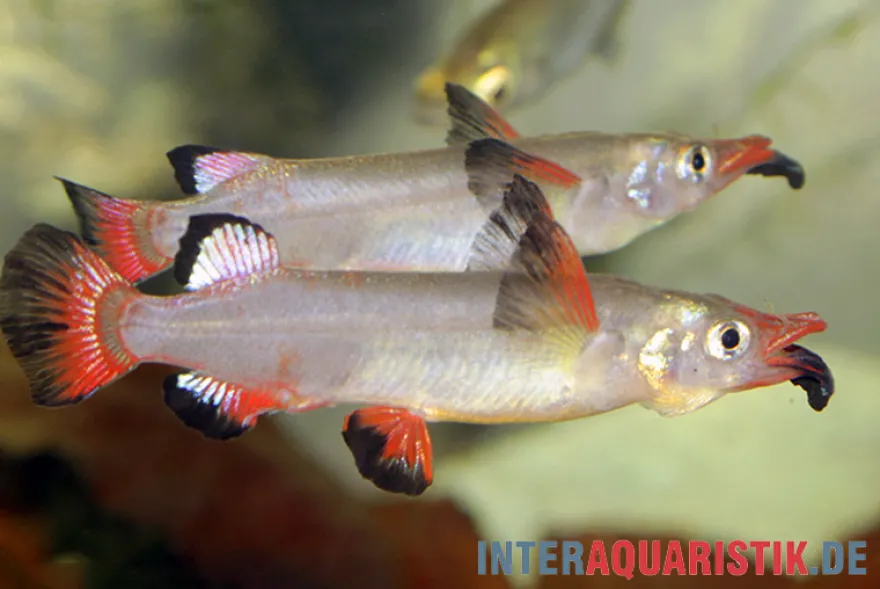 Celebes-Halbschnäbler, Nomorhamphus liemi, DNZ