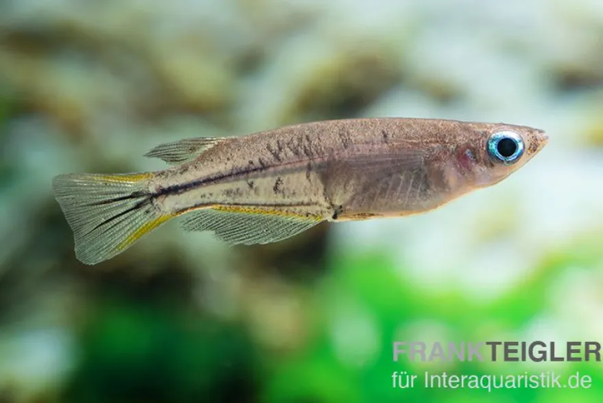 Celebes Reisfisch, Oryzias celebensis