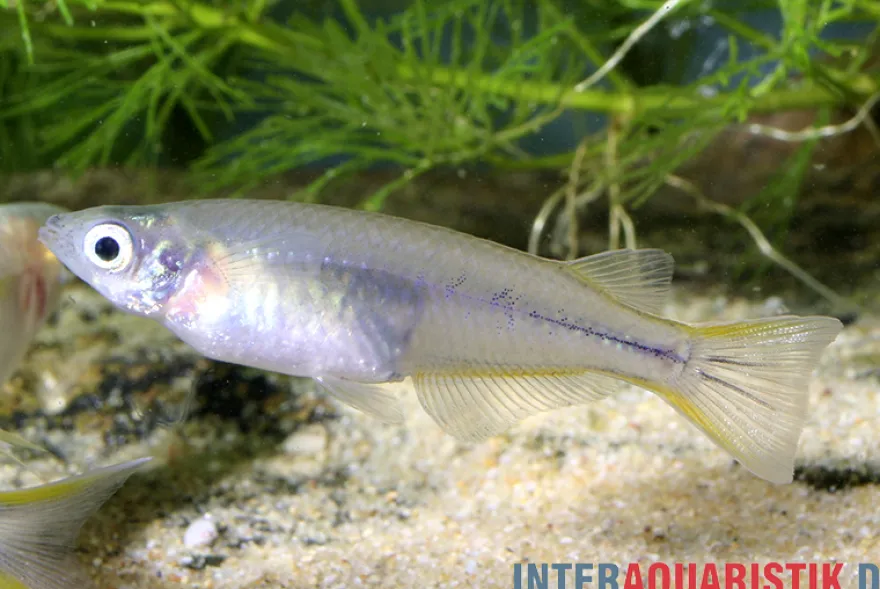 Celebes Reisfisch, Oryzias celebensis