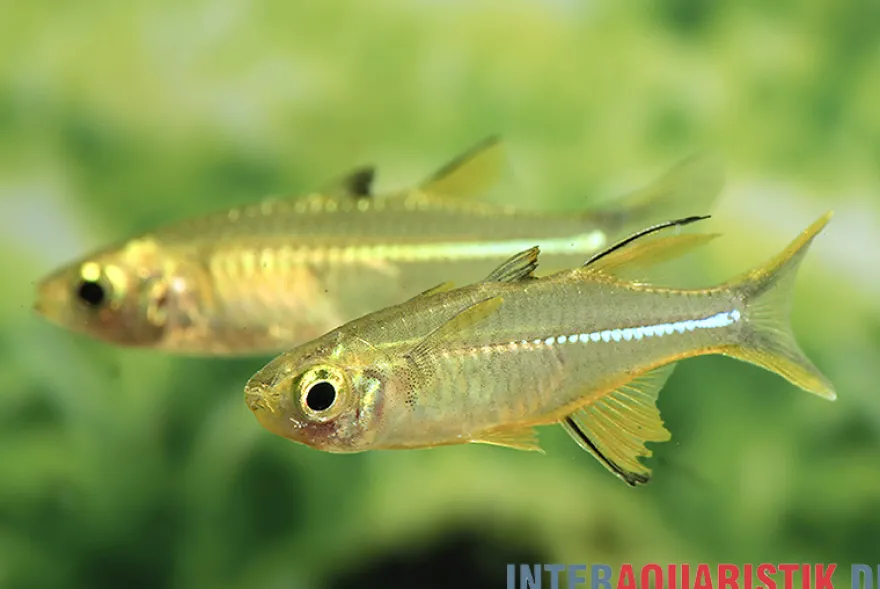 Celebes-Sonnenstrahlfisch, Marosatherina ladigesi