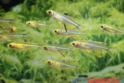 Celebes-Sonnenstrahlfisch, Marosatherina ladigesi